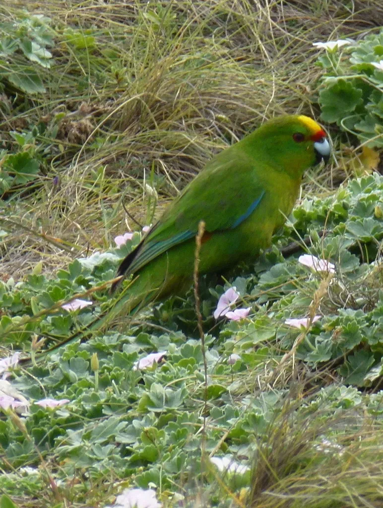 查岛鹦鹉(Cyanoramphus forbesi)