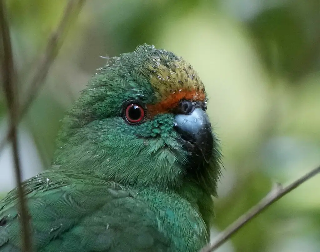 橙额鹦鹉(Cyanoramphus malherbi)