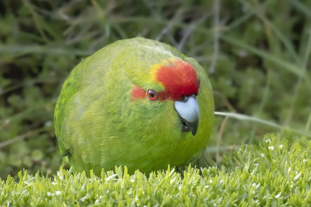 红额鹦鹉(Cyanoramphus novaezelandiae)