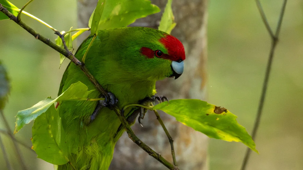 红额鹦鹉(Cyanoramphus novaezelandiae)