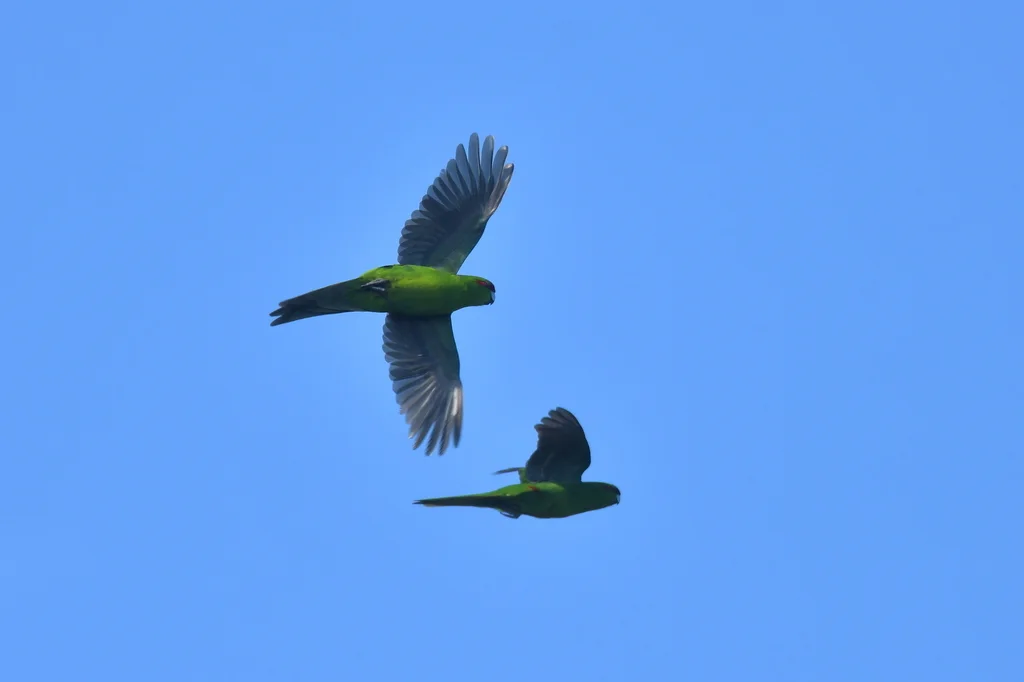 红额鹦鹉(Cyanoramphus novaezelandiae)
