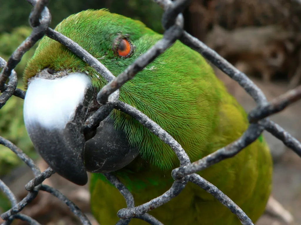 纯绿鹦鹉(Cyanoramphus unicolor)