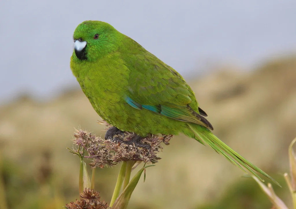 纯绿鹦鹉(Cyanoramphus unicolor)