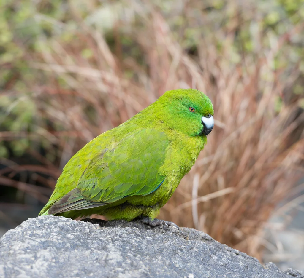 纯绿鹦鹉(Cyanoramphus unicolor)