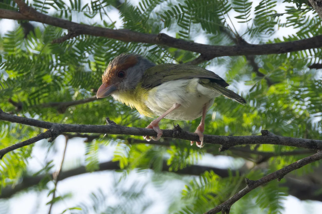 棕眉鵙雀(Cyclarhis gujanensis)