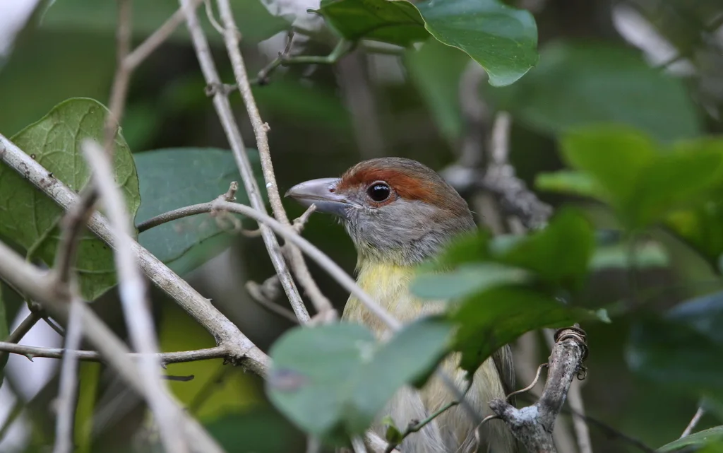 棕眉鵙雀(Cyclarhis gujanensis)