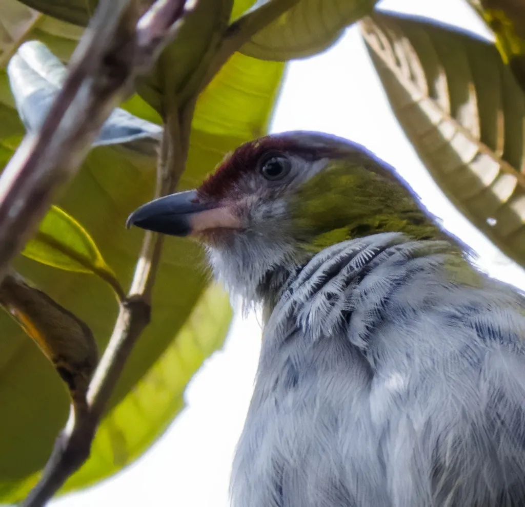 黑嘴鵙雀(Cyclarhis nigrirostris)