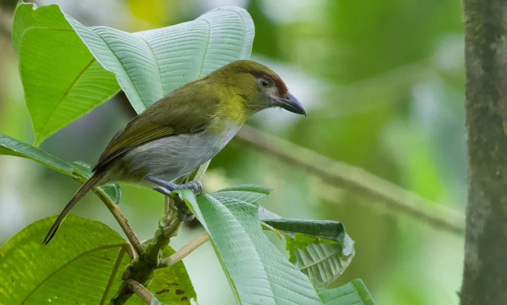 黑嘴鵙雀(Cyclarhis nigrirostris)