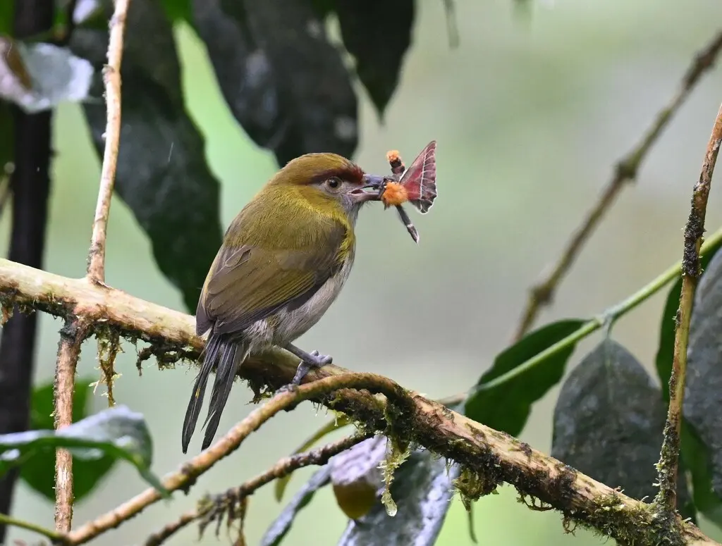 黑嘴鵙雀(Cyclarhis nigrirostris)