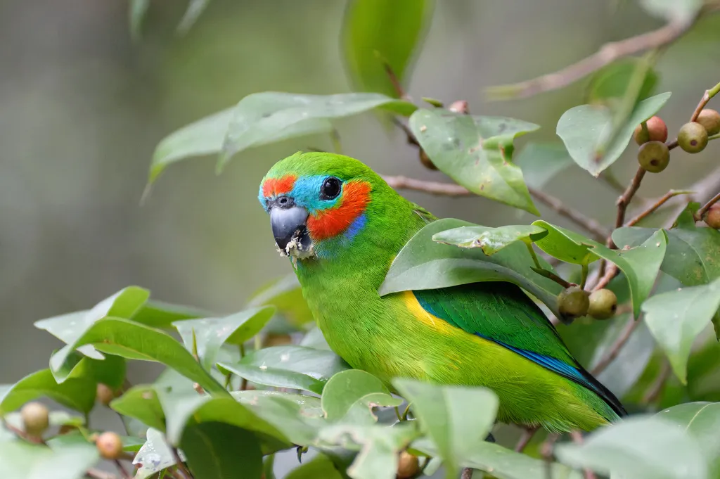红脸果鹦鹉(Cyclopsitta diophthalma)
