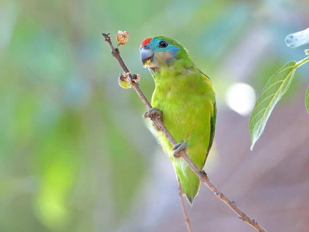 红脸果鹦鹉(Cyclopsitta diophthalma)