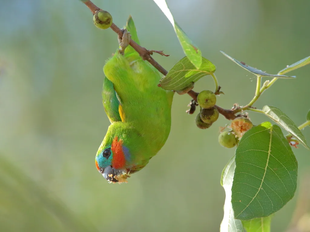 红脸果鹦鹉(Cyclopsitta diophthalma)