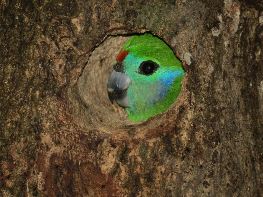 红脸果鹦鹉(Cyclopsitta diophthalma)