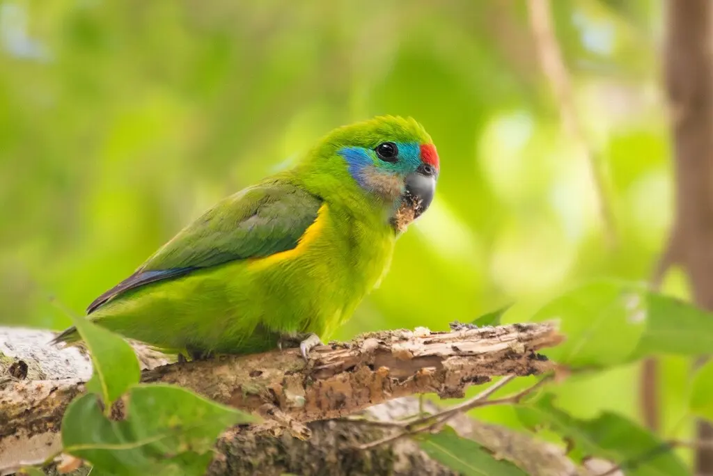 红脸果鹦鹉(Cyclopsitta diophthalma)