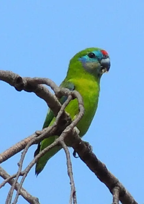 红脸果鹦鹉(Cyclopsitta diophthalma)