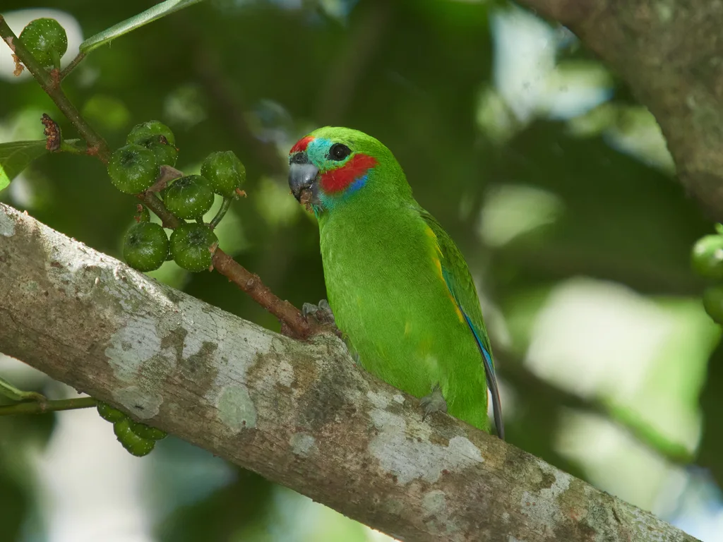 红脸果鹦鹉(Cyclopsitta diophthalma)