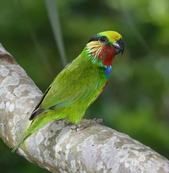 爱氏果鹦鹉(Cyclopsitta edwardsii)