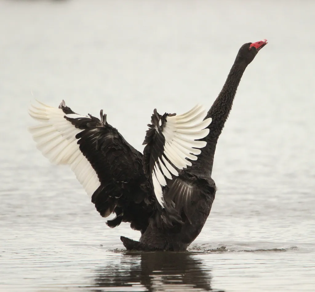 黑天鹅(Cygnus atratus)