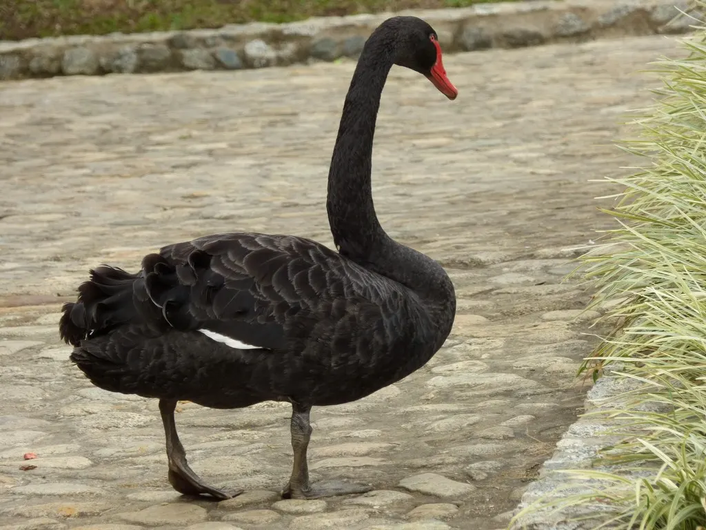 黑天鹅(Cygnus atratus)