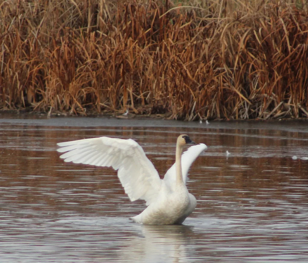 小天鹅(Cygnus columbianus)