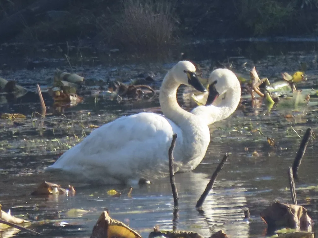 小天鹅(Cygnus columbianus)