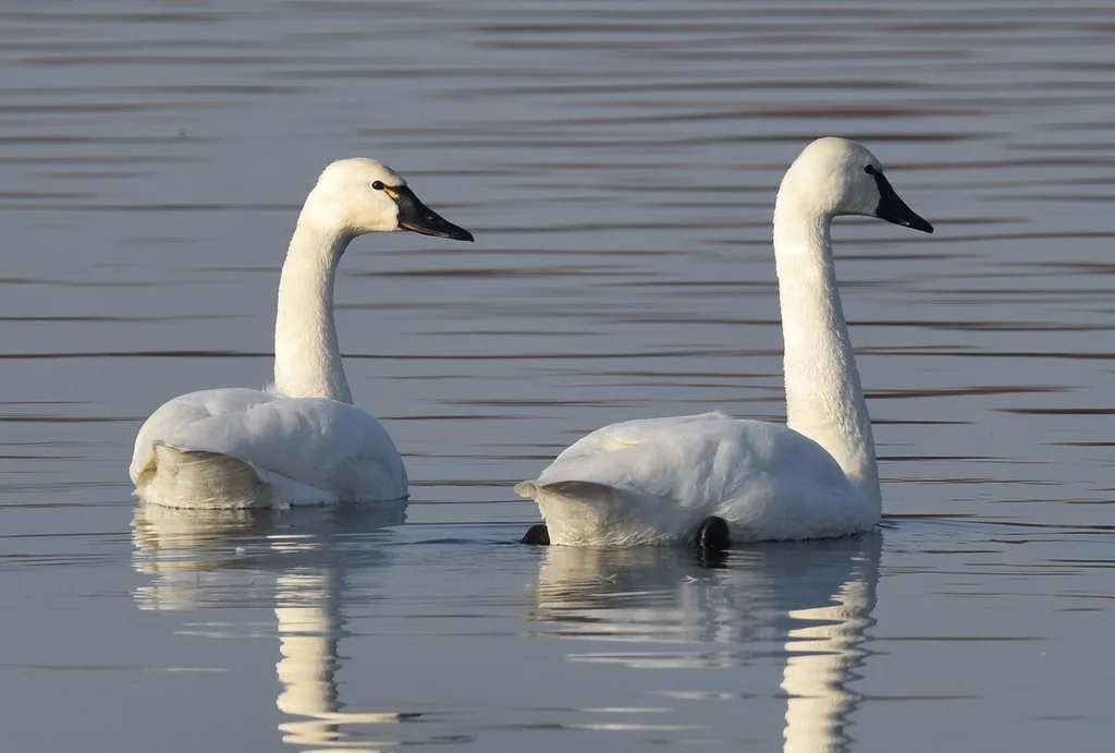 小天鹅(Cygnus columbianus)