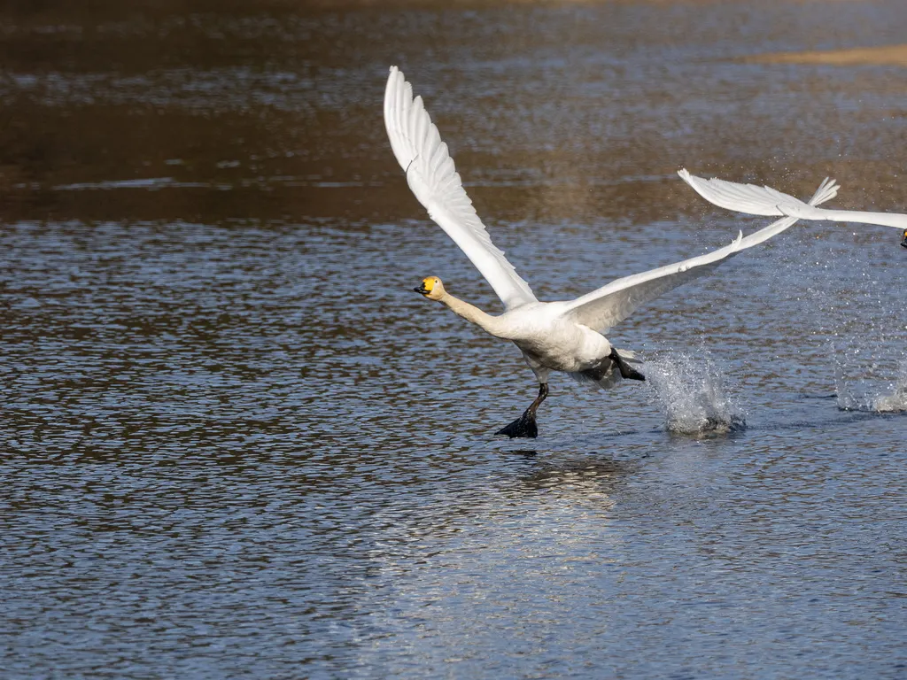 大天鹅(Cygnus cygnus)