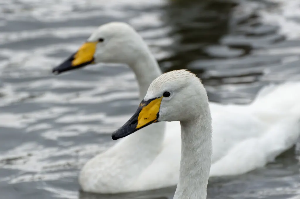 大天鹅(Cygnus cygnus)