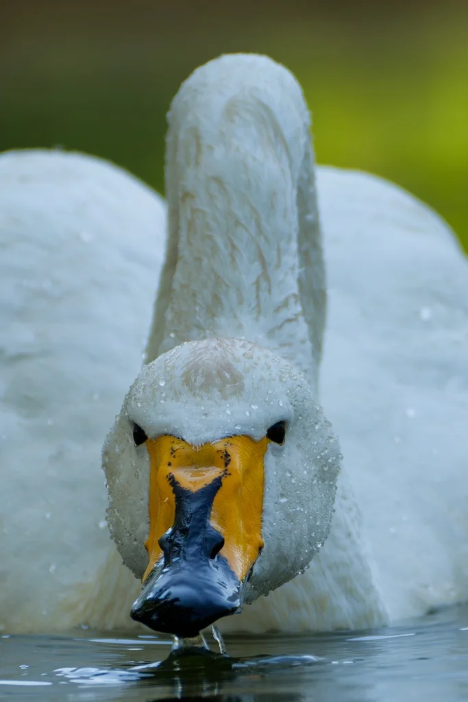 大天鹅(Cygnus cygnus)