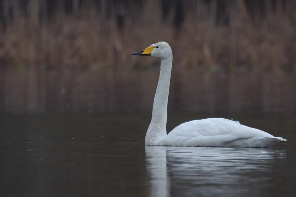 大天鹅(Cygnus cygnus)