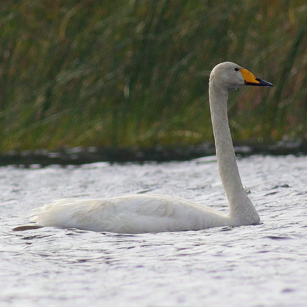 大天鹅(Cygnus cygnus)