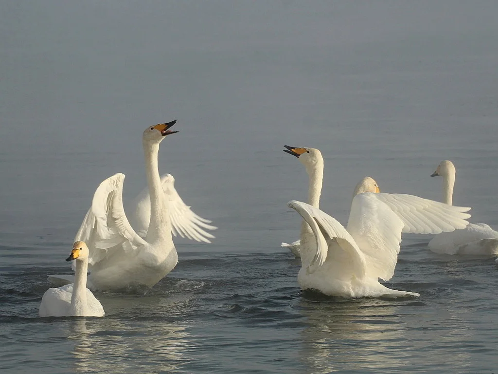 大天鹅(Cygnus cygnus)