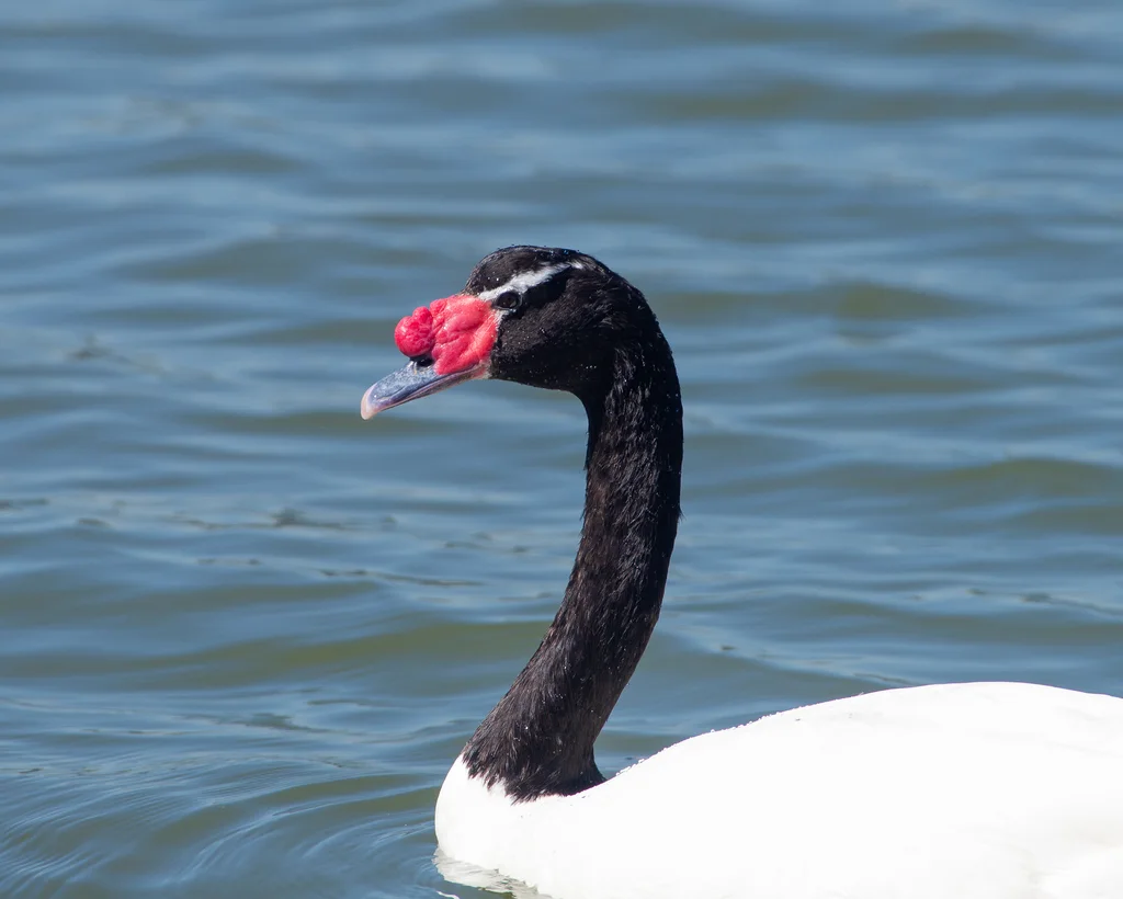 黑颈天鹅(Cygnus melancoryphus)