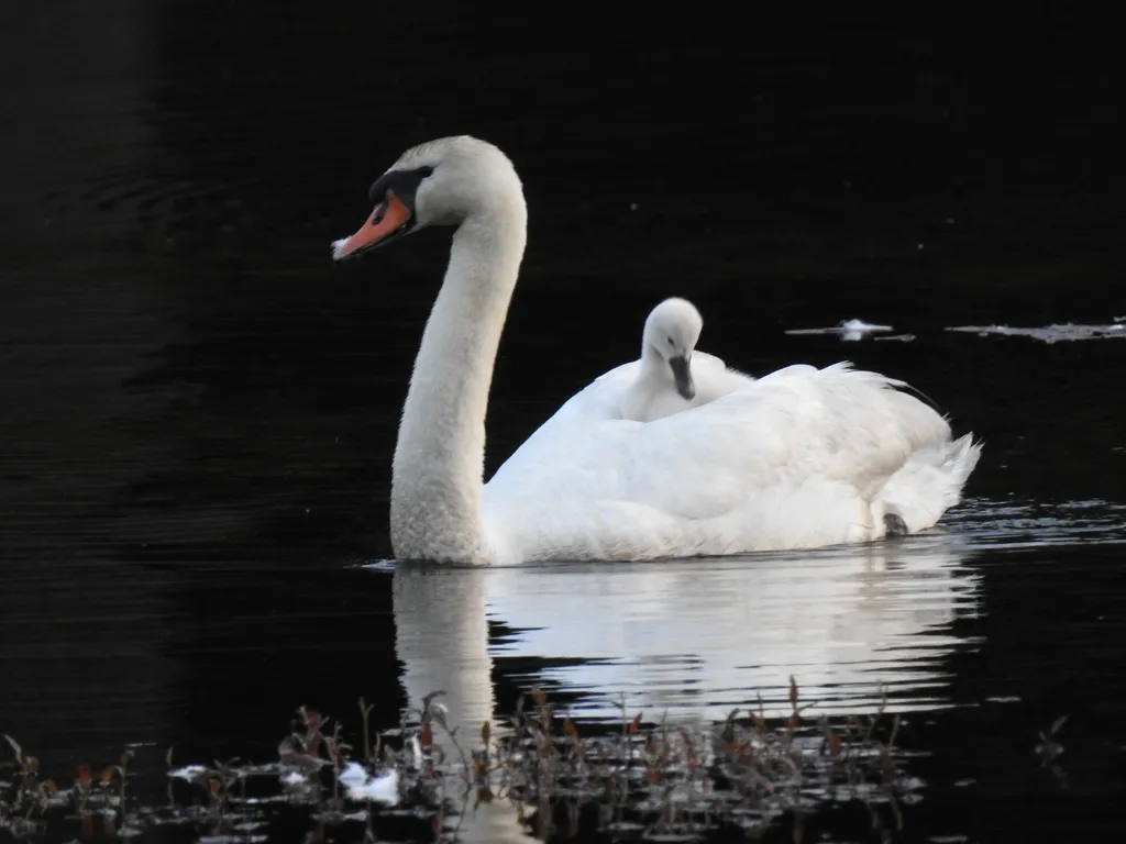 疣鼻天鹅(Cygnus olor)