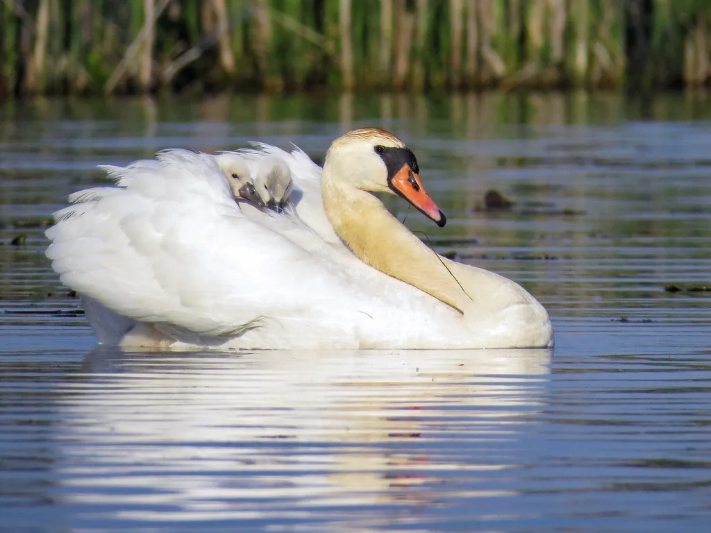 疣鼻天鹅(Cygnus olor)