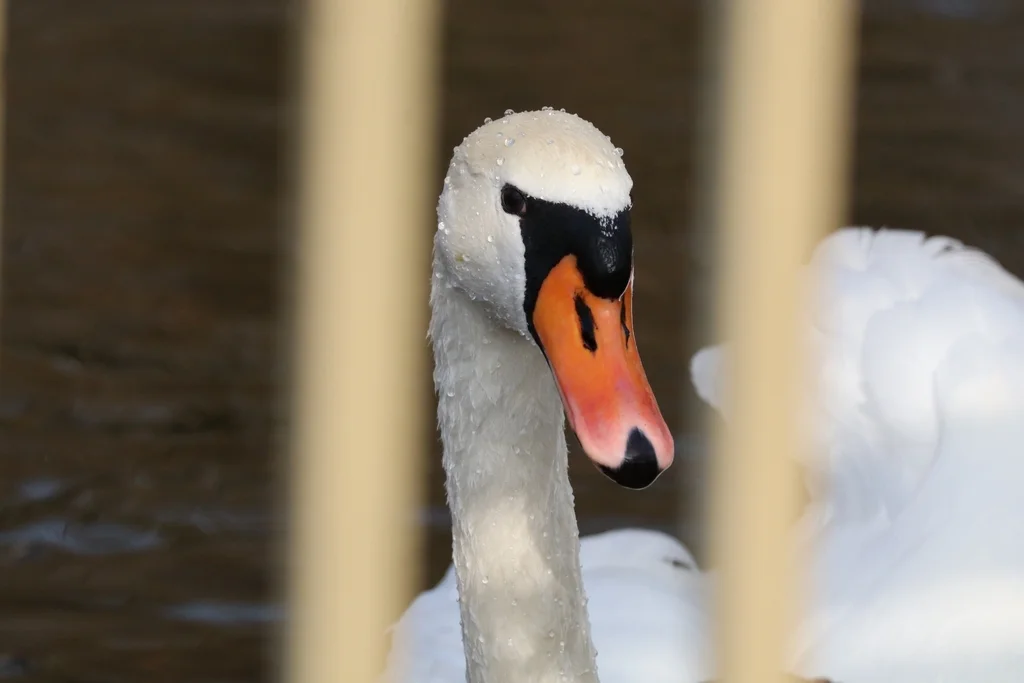 疣鼻天鹅(Cygnus olor)