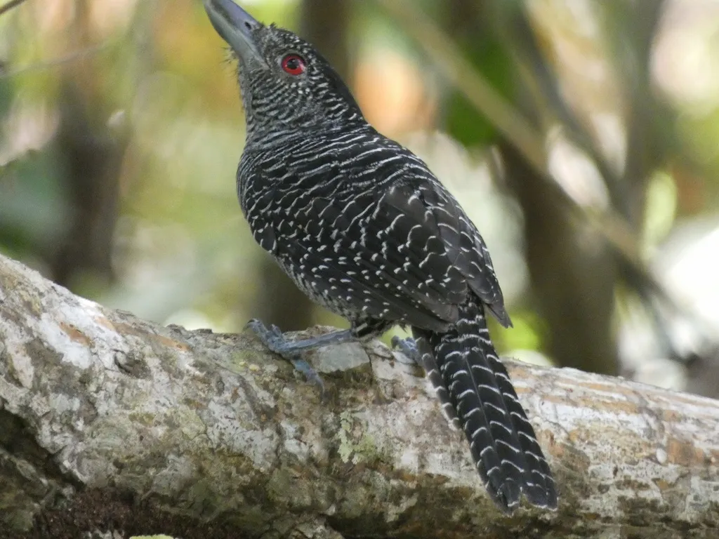 带斑蚁鵙(Cymbilaimus lineatus)