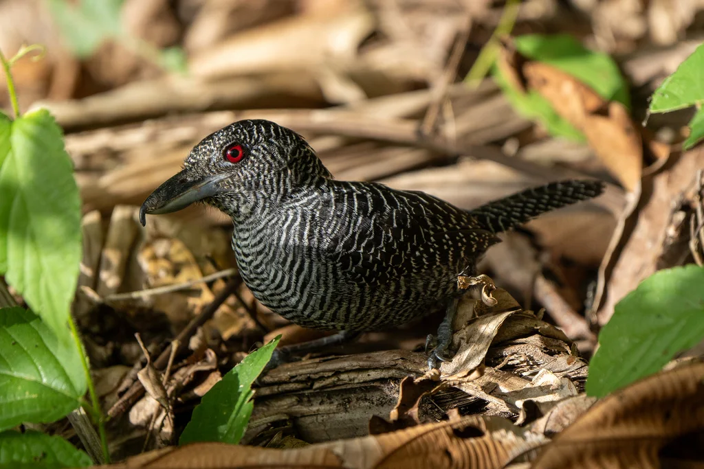 带斑蚁鵙(Cymbilaimus lineatus)