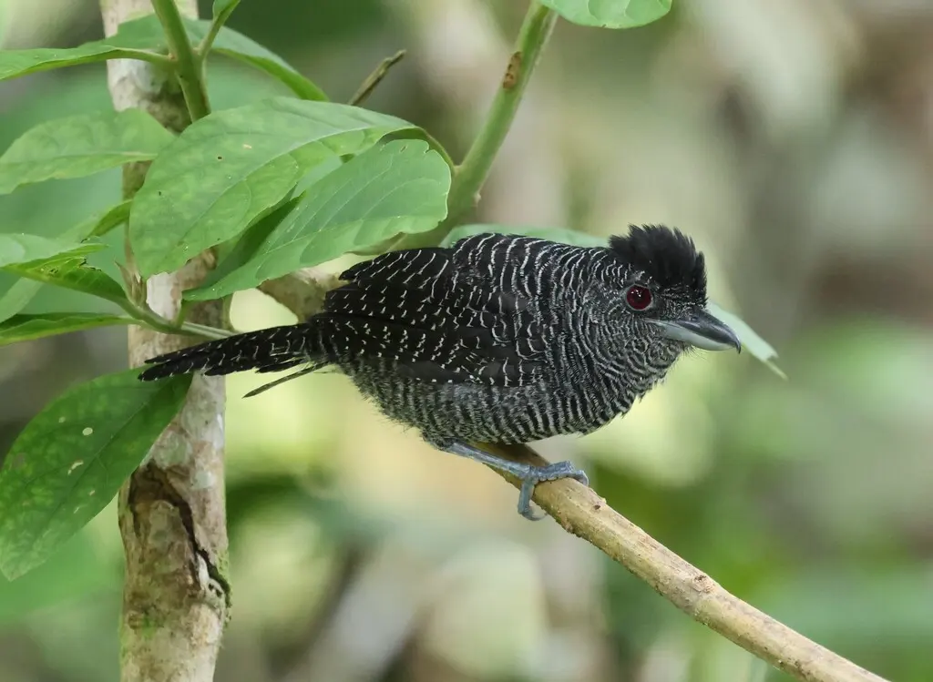 带斑蚁鵙(Cymbilaimus lineatus)