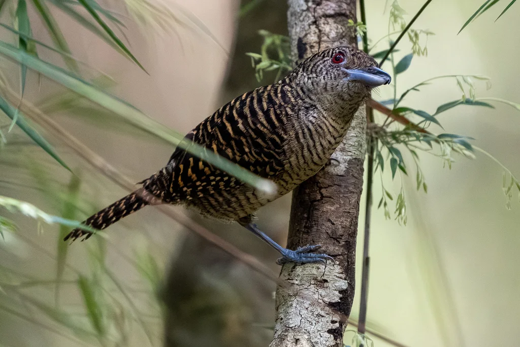 带斑蚁鵙(Cymbilaimus lineatus)
