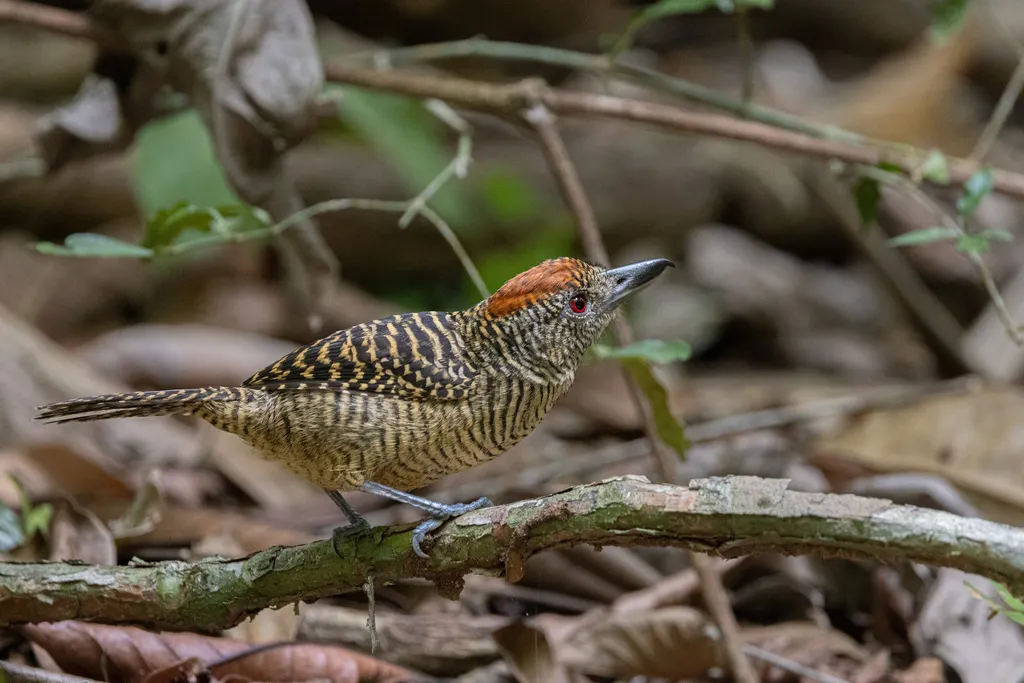 带斑蚁鵙(Cymbilaimus lineatus)