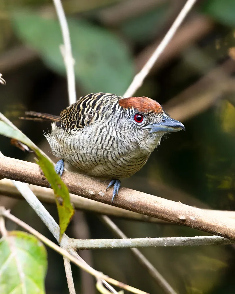带斑蚁鵙(Cymbilaimus lineatus)
