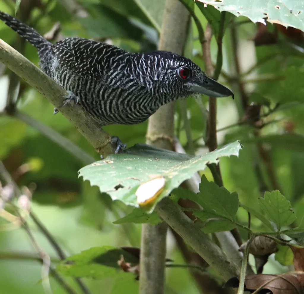 带斑蚁鵙(Cymbilaimus lineatus)