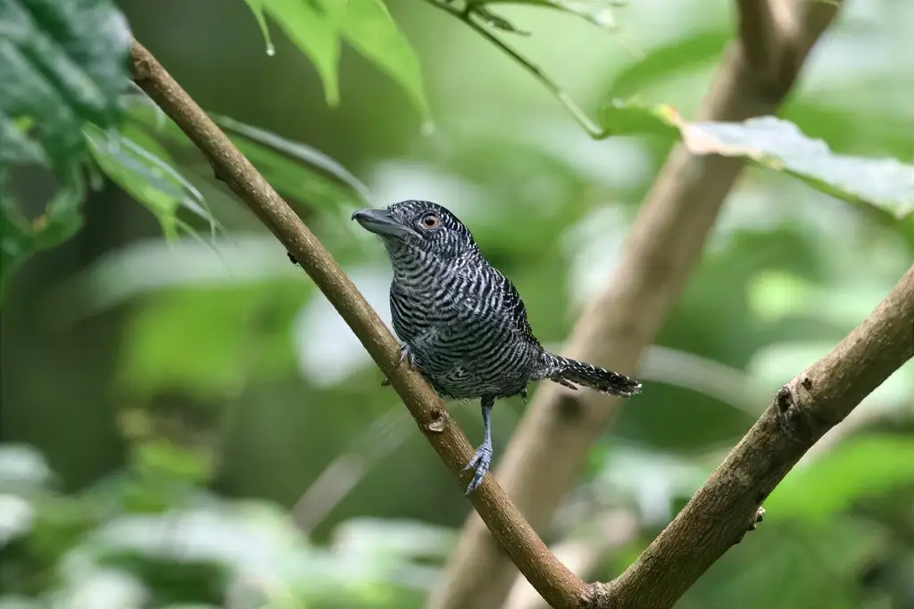 带斑蚁鵙(Cymbilaimus lineatus)