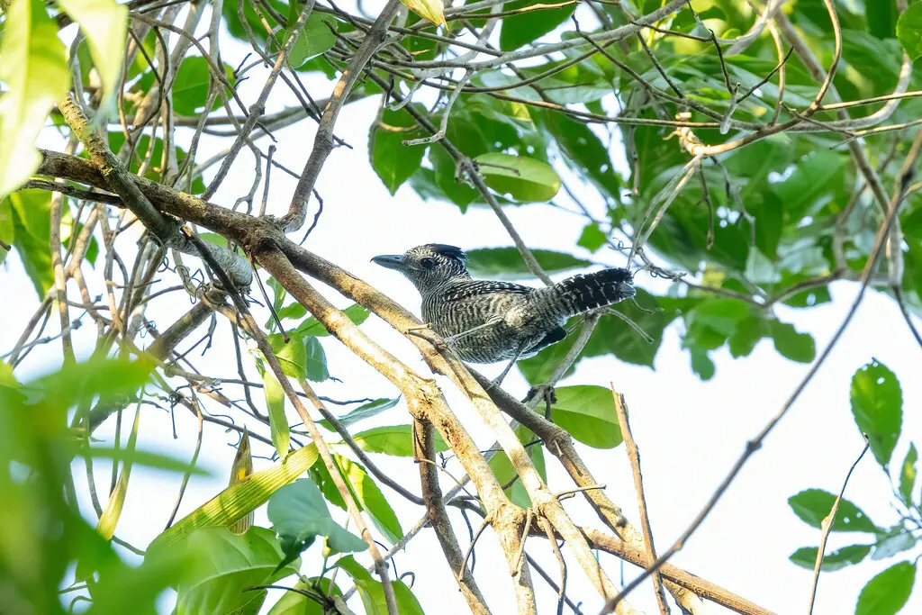 竹蚁鵙(Cymbilaimus sanctaemariae)