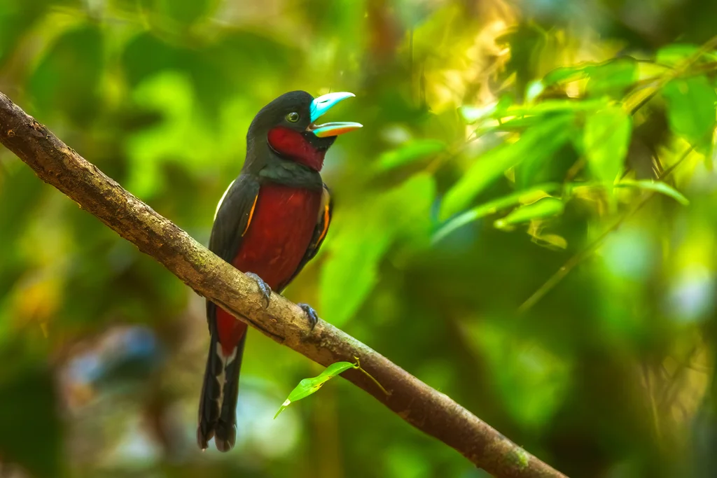 黑红阔嘴鸟(Cymbirhynchus macrorhynchos)