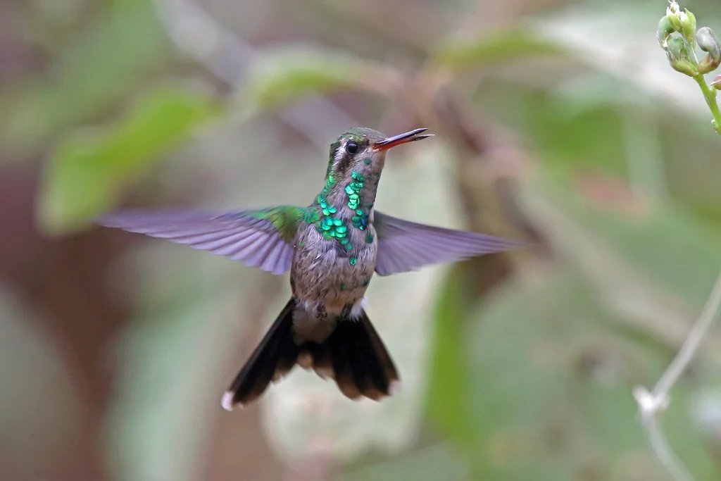 卡氏翠蜂鸟(Cynanthus canivetii)