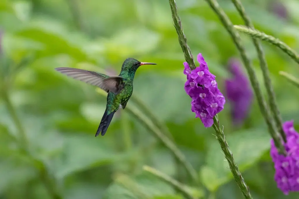卡氏翠蜂鸟(Cynanthus canivetii)