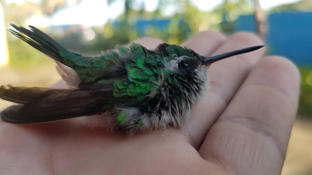 卡氏翠蜂鸟(Cynanthus canivetii)