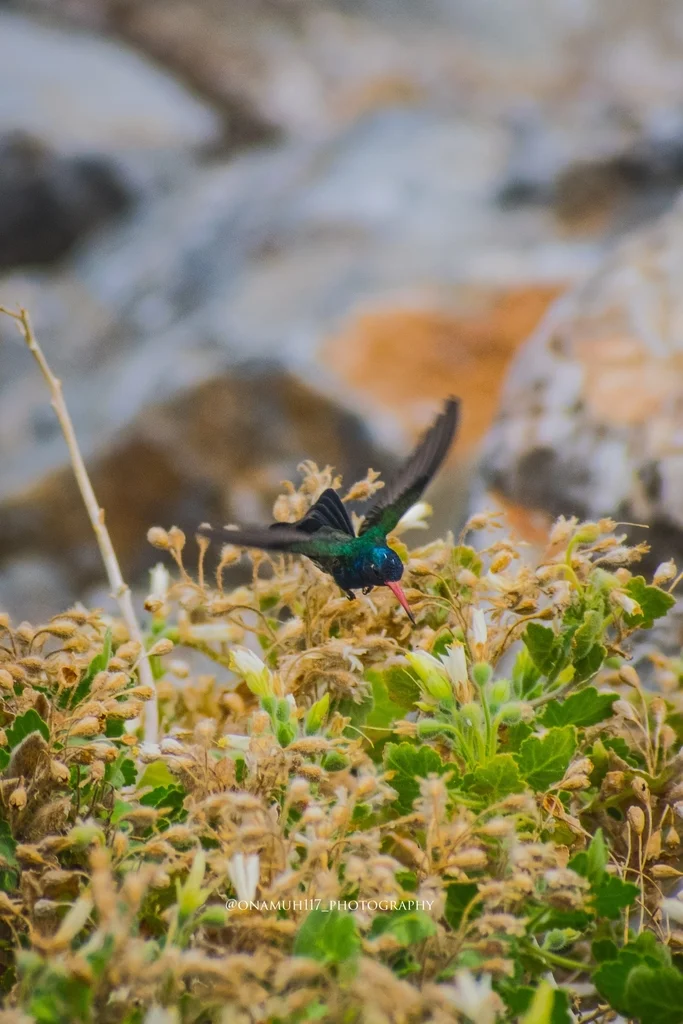 青绿阔嘴蜂鸟(Cynanthus doubledayi)